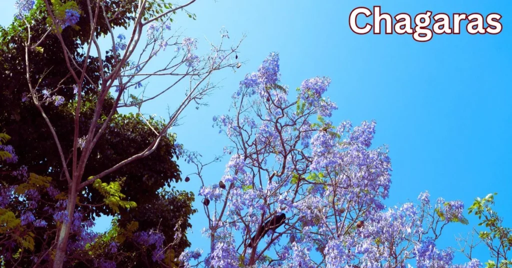 a tree with purple flowers chagaras
